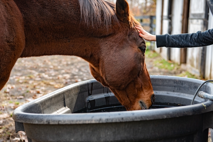 Une eau en quantité, propre et fraîche pour votre cheval est primordial en cas de canicule