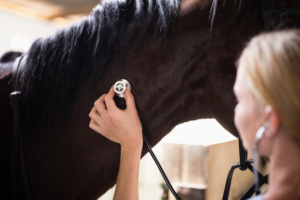 un vétérinaire peut surveiller la santé respiratoire de votre cheval et détecter les signes précoces de problèmes respiratoires