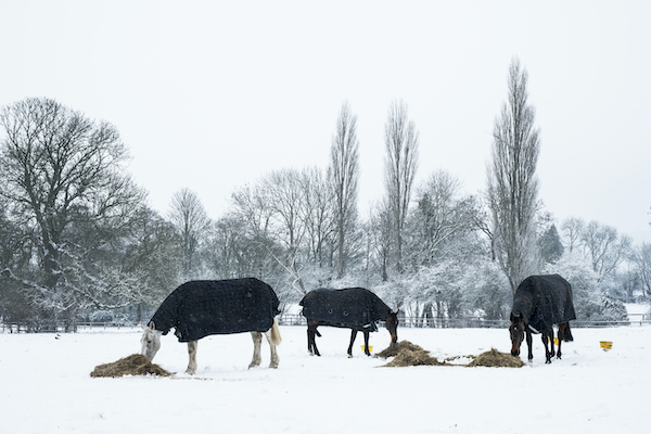 Chevaux en hiver avec leur couverture se nourrissant de foin